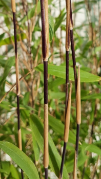 Schwarzer Bambus Black Pearl
